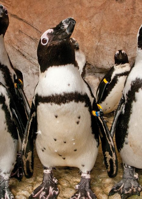 ushaka-sea-world-saambr-penguins-south-african-association-for-marine-biological-research-ori-durban-kzn