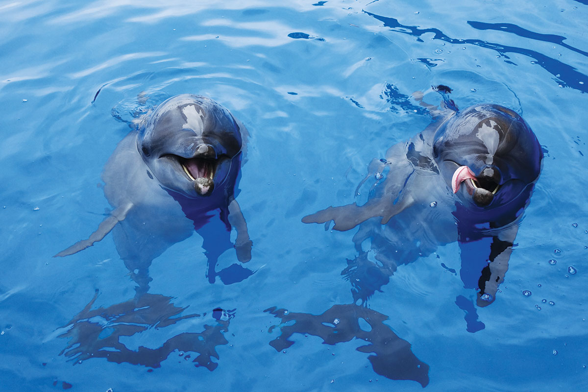 ushaka-sea-world-saambr-dolphins-south-african-association-for-marine-biological-research-ori-durban-kzn