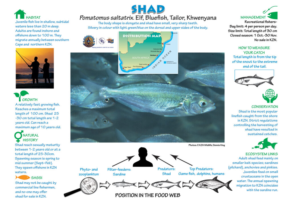 Marine Species Posters – SAAMBR