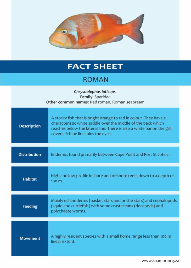 Roman – SAAMBR