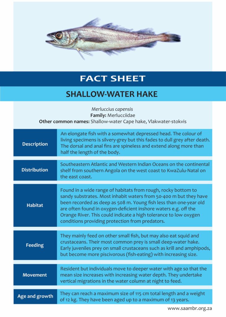 Shallow-water Hake – SAAMBR
