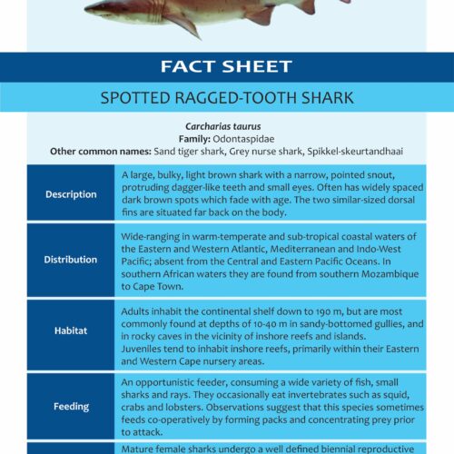 Spotted Ragged Tooth Shark Squaretail Kob – SAAMBR