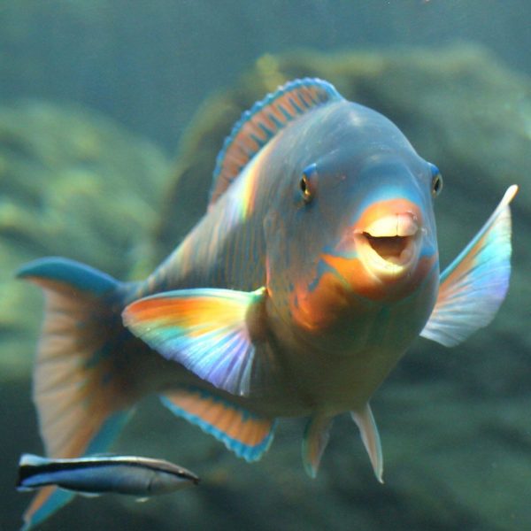 Fishy-Friday-Parrot-fish-scaled Fishy-Friday-Parrot-fish-scaled